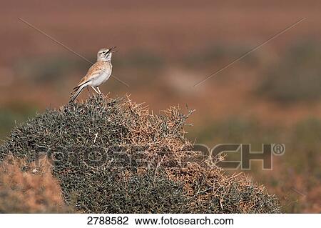 Hoopoe Lark perching on bush View Large Photo Image Stock Image - Hoopoe Lark perching on bush . Fotosearch
