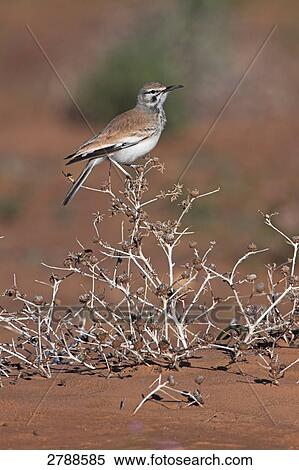 Stock Photography - Hoopoe Lark perching on bush . Fotosearch