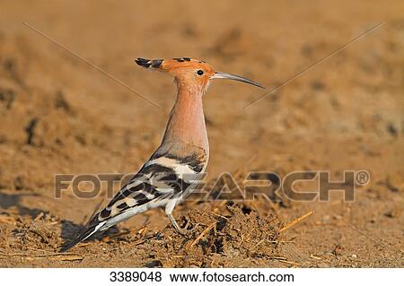 Hoopoe (Upupo epops) on the ground, side view View Large Photo Image Stock Photo - Hoopoe (Upupo epops) on the ground, side view . Fotosearch