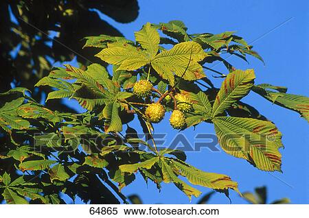 Horse chestnut fruits growing on branches View Large Photo Image Stock Photography - Horse chestnut fruits growing on branches . Fotosearch