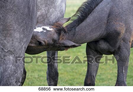 Horse nursing its foal in field  View Large Photo Image Stock Photograph - Horse nursing its foal in field . Fotosearch