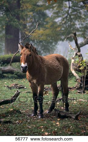 Horse standing in forest View Large Photo Image Stock Photo - Horse standing in forest . Fotosearch