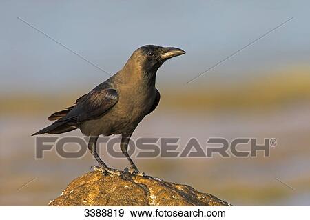 Stock Photo - House Crow (Corvus splendens) sitting on a stone . Fotosearch