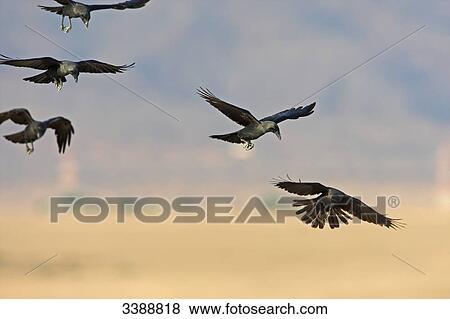 House Crows (Corvus splendens) flying, low angle view View Large Photo Image Stock Photo - House Crows (Corvus splendens) flying, low angle view . Fotosearch