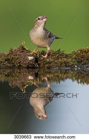 Stock Image - House Sparrow (Passer domesticus) at watering place, with mirror image . Fotosearch