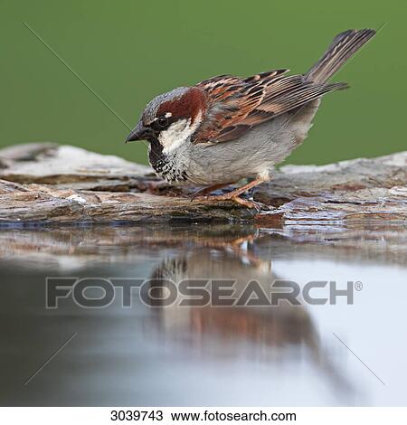 House Sparrow (Passer domesticus) sitting at the waters edge, side view View Large Photo Image Stock Image - House Sparrow (Passer domesticus) sitting at the waters edge, side view . Fotosearch