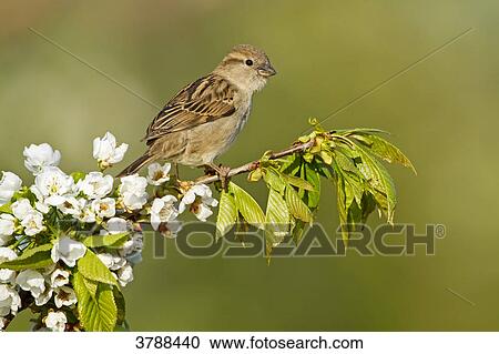 House Sparrow (Passer domesticus) perching on branch View Large Photo Image Stock Image - House Sparrow (Passer domesticus) perching on branch . Fotosearch