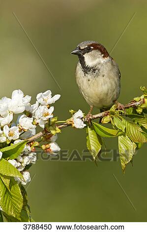House Sparrow (Passer domesticus) perching on branch View Large Photo Image Stock Image - House Sparrow (Passer domesticus) perching on branch . Fotosearch