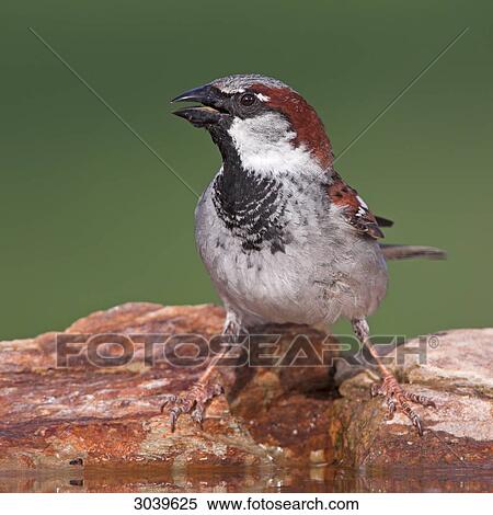 Stock Photography - House Sparrow (Passer domesticus) sitting at watering place, close-up . Fotosearch