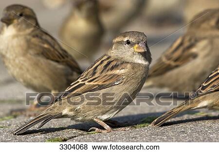 House sparrows, Berlin, Germany View Large Photo Image Stock Photo - House sparrows, Berlin, Germany . Fotosearch