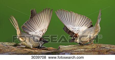 House Sparrows (Passer domesticus) in a duel, side view View Large Photo Image Stock Photo - House Sparrows (Passer domesticus) in a duel, side view . Fotosearch