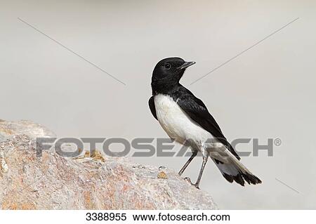 Stock Photography - Hume's Wheatear (Oenanthe alboniger) sitting on a stone, low angle view . Fotosearch