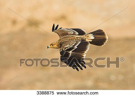 Imperial Eagle (Aquila heliaca) flying, elevated view View Large Photo Image Stock Photography - Imperial Eagle (Aquila heliaca) flying, elevated view . Fotosearch