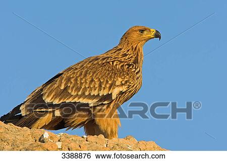 Stock Photograph - Imperial Eagle (Aquila heliaca) sitting on a rock, side view . Fotosearch