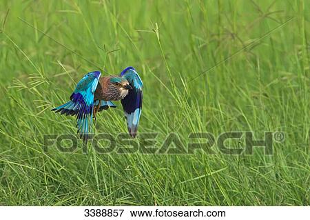 Indian Roller (Coracias benghalensis) flying over grass View Large Photo Image Stock Photo - Indian Roller (Coracias benghalensis) flying over grass . Fotosearch