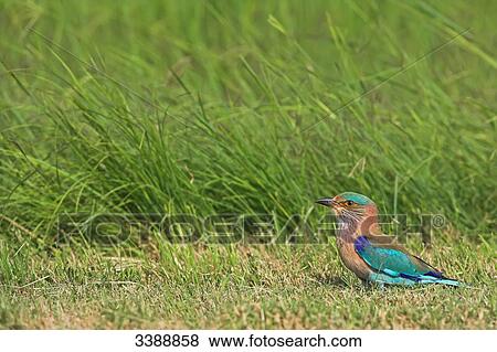 Stock Photo - Indian Roller (Coracias benghalensis) perching on grass, side view . Fotosearch