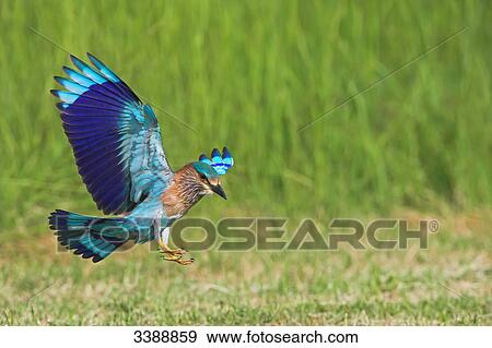 Indian Roller (Coracias benghalensis) landing on grass, side view View Large Photo Image Stock Photo - Indian Roller (Coracias benghalensis) landing on grass, side view . Fotosearch