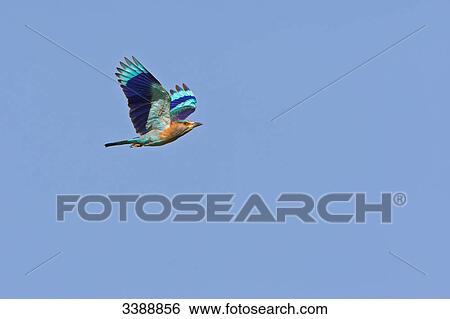 Indian Roller (Coracias benghalensis) flying against blue sky View Large Photo Image Stock Photograph - Indian Roller (Coracias benghalensis) flying against blue sky . Fotosearch