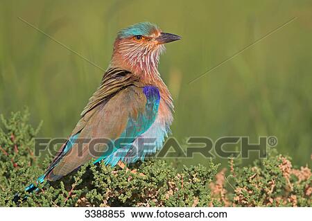 Indian Roller (Coracias benghalensis), side view View Large Photo Image Stock Photography - Indian Roller (Coracias benghalensis), side view . Fotosearch