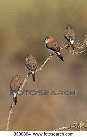 Picture - Indian Silverbills (Euodice malabarica) sitting on a twig, rear view . Fotosearch