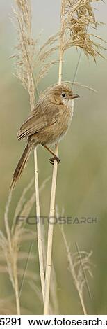 Iraq Babbler, Turdoides altirostris View Large Photo Image Stock Image - Iraq Babbler, Turdoides altirostris . Fotosearch