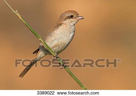 Isabelline Shrike (Lanius isabellinus) sitting on a twig, close-up View Large Photo Image Stock Image - Isabelline Shrike (Lanius isabellinus) sitting on a twig, close-up . Fotosearch