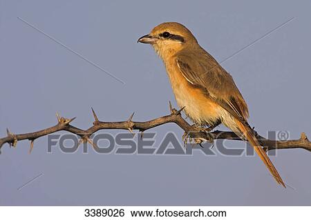 Isabelline Shrike (Lanius isabellinus) sitting on a twig, side view View Large Photo Image Stock Photograph - Isabelline Shrike (Lanius isabellinus) sitting on a twig, side view . Fotosearch