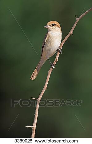 Stock Photography - Isabelline Shrike (Lanius isabellinus) sitting on a twig, close-up . Fotosearch