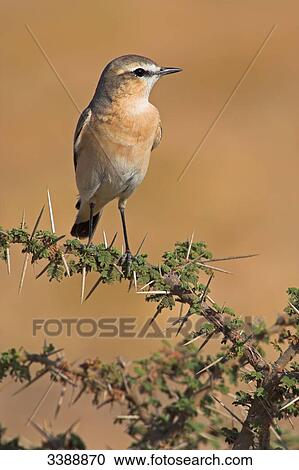 Stock Image - Isabelline Wheatear (Oenanthe isabellina) perching on a twig . Fotosearch