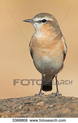 Stock Photo - Isabelline Wheatear (Oenanthe isabellina), close-up . Fotosearch