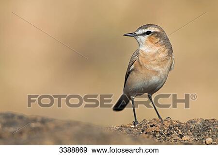 Stock Photo - Isabelline Wheatear (Oenanthe isabellina) . Fotosearch