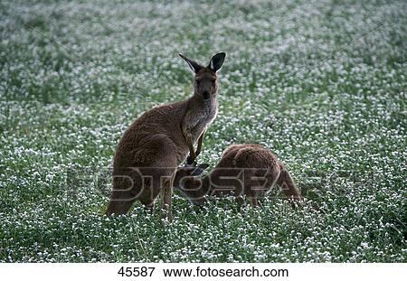 Stock Photo - Kangaroo feeding its young in flower meadow, Bordertown, Southern Australia . Fotosearch
