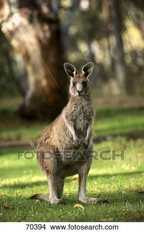 Kangaroo in park, Kosciuszko National Park, New South Wales, Australia View Large Photo Image Picture - Kangaroo in park, Kosciuszko National Park, New South Wales, Australia . Fotosearch