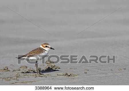 Picture - Kentish Plover (Charadrius alexandrinus), side view . Fotosearch