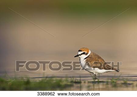 Stock Image - Kentish Plover (Charadrius alexandrinus) standing in shallow water, side view . Fotosearch