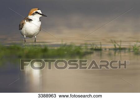 Kentish Plover (Charadrius alexandrinus) standing in shallow water View Large Photo Image Stock Image - Kentish Plover (Charadrius alexandrinus) standing in shallow water . Fotosearch