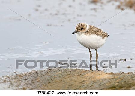 Stock Photo - Kentish Plover (Charadrius alexandrinus) standing in water . Fotosearch