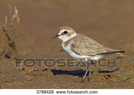 Kentish Plover (Charadrius alexandrinus) standing in mud View Large Photo Image Stock Photo - Kentish Plover (Charadrius alexandrinus) standing in mud . Fotosearch