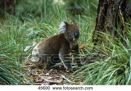Koala (Phascolarctos cinereus) in forest, Flinders Chase National park, Kangaroo Island, Australia View Large Photo Image Stock Image - Koala (Phascolarctos cinereus) in forest, Flinders Chase National park, Kangaroo Island, Australia . Fotosearch