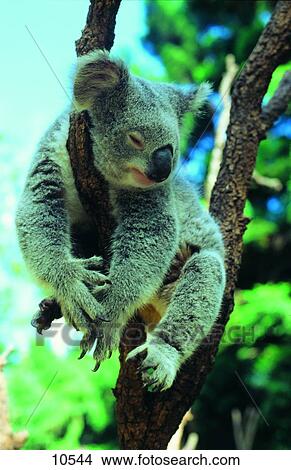 Picture - Koala (Phascolarctus cinereus) sleeping on tree . Fotosearch