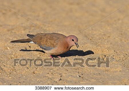 Laughing Dove (Stigmatopelia senegalensis) eating, side view View Large Photo Image Stock Photo - Laughing Dove (Stigmatopelia senegalensis) eating, side view . Fotosearch