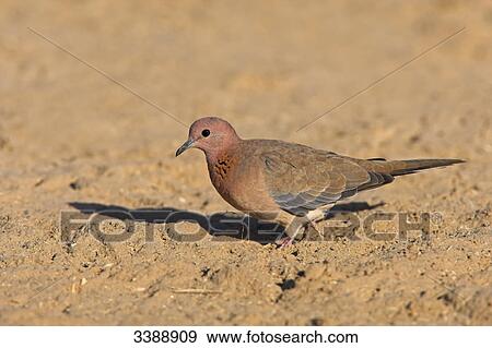 Laughing Dove (Stigmatopelia senegalensis), side view View Large Photo Image Stock Photo - Laughing Dove (Stigmatopelia senegalensis), side view . Fotosearch