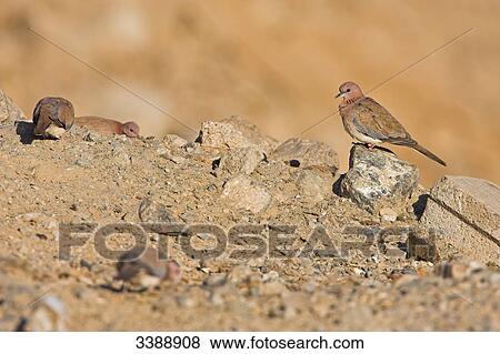 Laughing Doves (Stigmatopelia senegalensis) View Large Photo Image Stock Photo - Laughing Doves (Stigmatopelia senegalensis) . Fotosearch