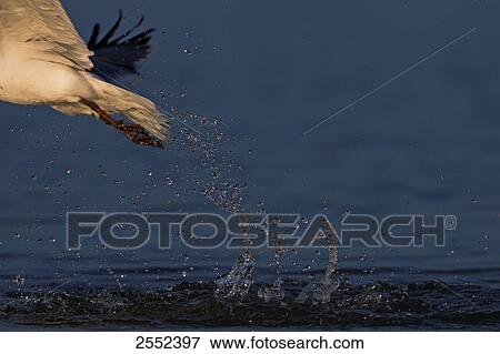Stock Photo - Laughing Gull (Leucophaeus atricilla) in flight . Fotosearch