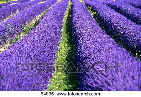 Stock Photography - Lavender flowers blooming in field . Fotosearch