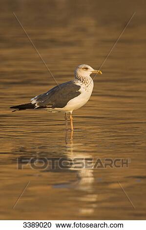 Lesser Black-backed Gull (Larus fuscus) standing in the water, side view View Large Photo Image Stock Image - Lesser Black-backed Gull (Larus fuscus) standing in the water, side view . Fotosearch