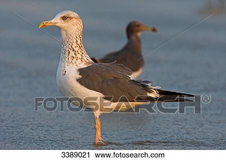 Stock Image - Lesser Black-backed Gull (Larus fuscus) and Heuglin's Gull (Larus heuglini) standing in the water, side view . Fotosearch