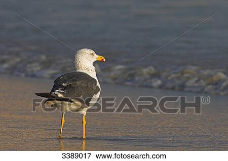 Stock Photo - Lesser Black-backed Gull (Larus fuscus) standing on the beach . Fotosearch