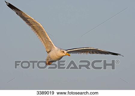 Lesser Black-backed Gull (Larus fuscus) flying View Large Photo Image Stock Photo - Lesser Black-backed Gull (Larus fuscus) flying . Fotosearch