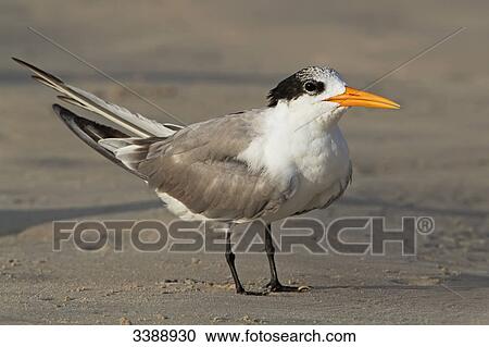 Stock Image - Lesser Crested Tern (Sterna bengalensis), close-up . Fotosearch